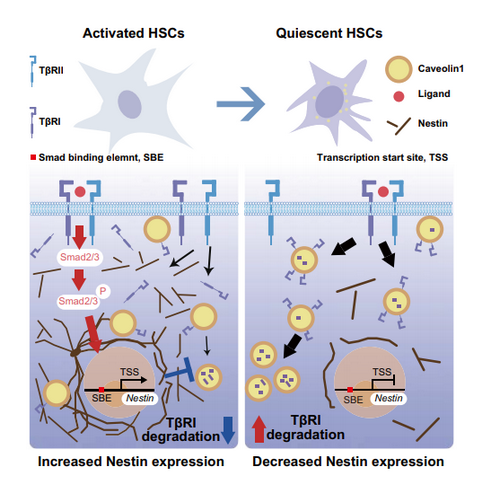 Nestin调控TGFβ信号通路模式图