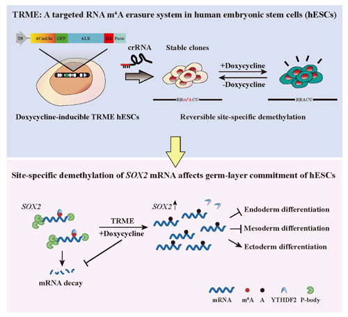 图 hESCs单位点m6A编辑工具的建立及其在细胞命运调控研究中的应用